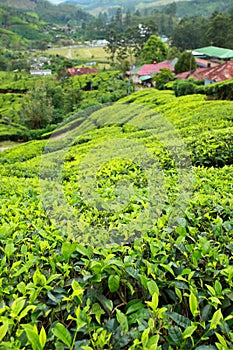 Landscape of green tea plantations. Munnar, Kerala, India