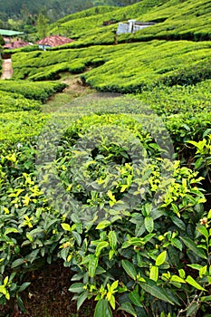 Landscape of green tea plantations. Munnar, Kerala, India