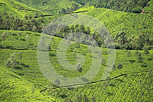 Landscape of green tea plantations. Munnar, Kerala, India