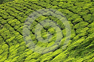 Landscape of green tea plantations. Munnar, Kerala, India