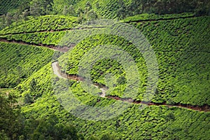 Landscape of green tea plantations. Munnar, Kerala, India