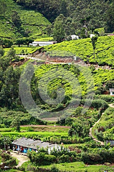 Landscape of green tea plantations. Munnar, Kerala, India