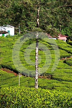 Landscape of green tea plantations. Munnar, Kerala, India