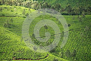 Landscape of green tea plantations. Munnar, Kerala, India