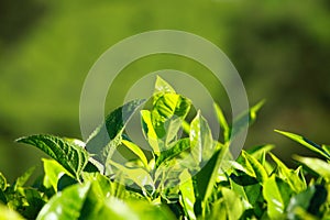 Landscape of green tea plantations. Munnar, Kerala, India