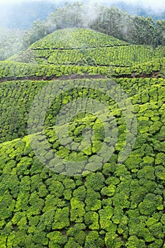 Landscape of green tea plantations. Munnar, Kerala, India