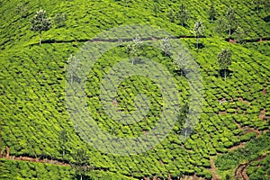 Landscape of green tea plantations. Munnar, Kerala, India