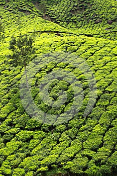 Landscape of green tea plantations. Munnar, Kerala, India