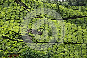 Landscape of green tea plantations. Munnar, Kerala, India