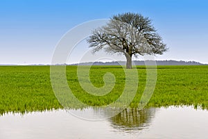 Landscape with green tree with water reflection