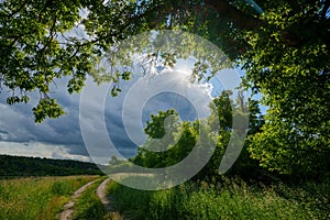 Landscape of green trees and grass path under cloudy sky and sunlgiht
