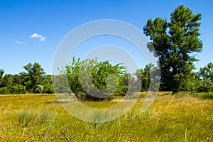Landscape with green trees, meadow and blue sky