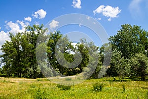 Landscape with green trees, meadow and blue sky