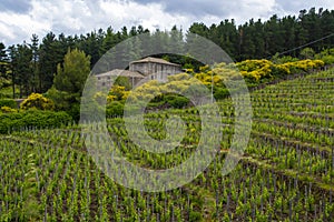 Landscape with green vineyards in Etna volcano region with mineral rich soil on Sicily, Italy