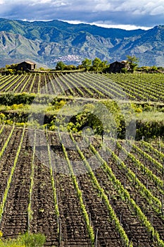 Landscape with green vineyards in Etna volcano region with mineral rich soil on Sicily, Italy