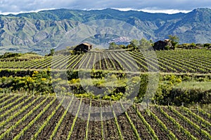 Landscape with green vineyards in Etna volcano region with mineral rich soil on Sicily, Italy