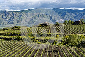 Landscape with green vineyards in Etna volcano region with mineral rich soil on Sicily, Italy