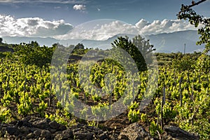 Landscape with green vineyards in Etna volcano region with mineral rich soil on Sicily, Italy