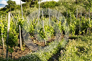 Landscape with green vineyards in Etna volcano region with mineral rich soil on Sicily, Italy