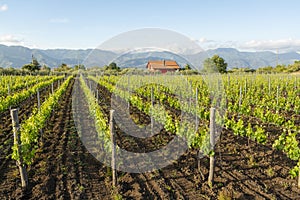 Landscape with green vineyards in Etna volcano region with mineral rich soil on Sicily, Italy