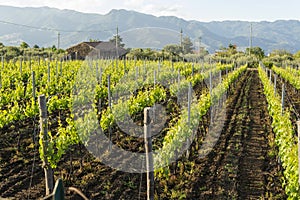 Landscape with green vineyards in Etna volcano region with mineral rich soil on Sicily, Italy