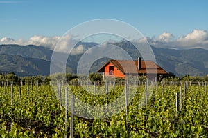 Landscape with green vineyards in Etna volcano region with mineral rich soil on Sicily, Italy