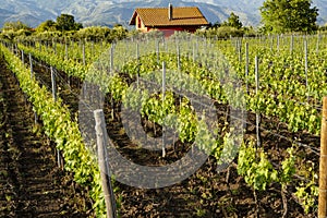 Landscape with green vineyards in Etna volcano region with mineral rich soil on Sicily, Italy