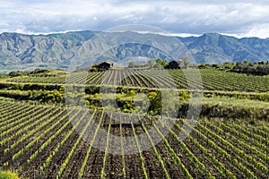 Landscape with green vineyards in Etna volcano region with mineral rich soil on Sicily, Italy photo