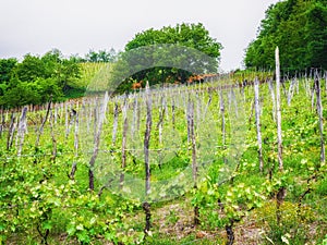 Landscape with green vineyards. A young vine grows in a field on a slope photo