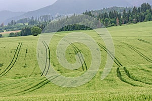 Landscape with a green wheat field