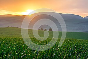 Landscape Of Green Wheat Field Under Scenic Summer Colorful Dramatic Sky In Sunset Dawn Sunrise, Reflection of sunlight on dew dro