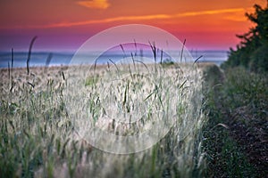 Landscape Of Green Wheat Field Under Scenic Summer Colorful Dramatic Sky In Sunset Dawn Sunrise. Skyline. Copyspace On