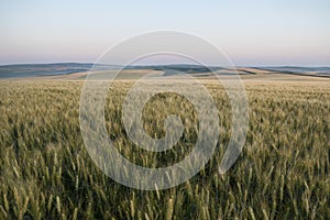 Landscape Of Green Wheat Field Under Scenic Summer Colorful Dramatic Sky In Sunset Dawn Sunrise. Skyline. Copyspace On