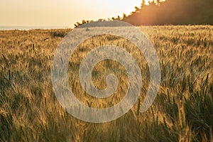 Landscape Of Green Wheat Field Under Scenic Summer Colorful Dramatic Sky In Sunset Dawn Sunrise. Skyline. Copyspace On