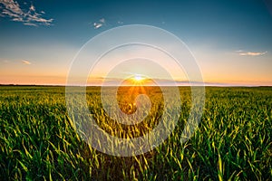 Landscape Of Green Wheat Field Under Scenic Summer Dramatic Sky