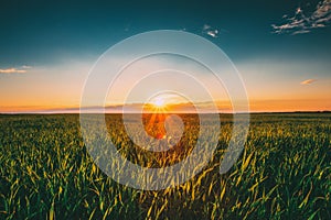 Landscape Of Green Wheat Field Under Scenic Summer Dramatic Sky In Sunset Dawn Sunrise. Skyline. Copyspace