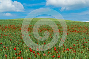 Landscape with green wheat with red poppy
