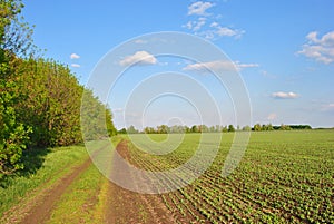 Landscape with green winter wheat field and road along trees line, blue cloudy sky on horizon