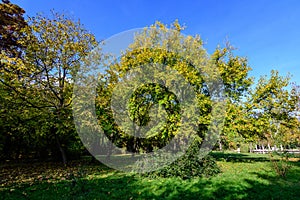 Landscape with green and yellow old large chestnut and oak trees and grass