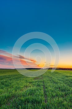 Landscape Of Green Young Wheat In Spring Field Under Scenic Summer