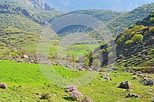 Landscape of green Zagros mountain range , Lorestan , Iran