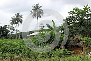 A landscape of greenery