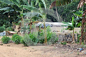 A landscape of greenery