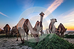 Landscape with a group of camels in Al-Sarar desert, Saudi Arabia
