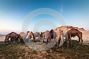 Landscape with a group of camels in Al-Sarar desert, Saudi Arabia