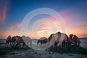 Landscape with a group of camels in Al-Sarar desert, Saudi Arabia