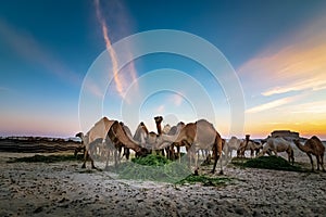 Landscape with group of camels in Al-Sarar desert, Saudi Arabia