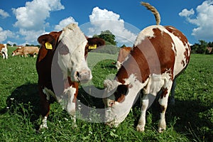 Landscape with group young cow