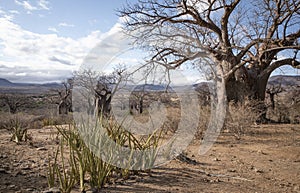 Landscape of Hadzaland in Tanzania is filled with ancient baobab trees