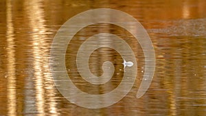 Landscape, a half-frozen lake in front of the forest, a feather lies on the ice. close up. Reflections on the water